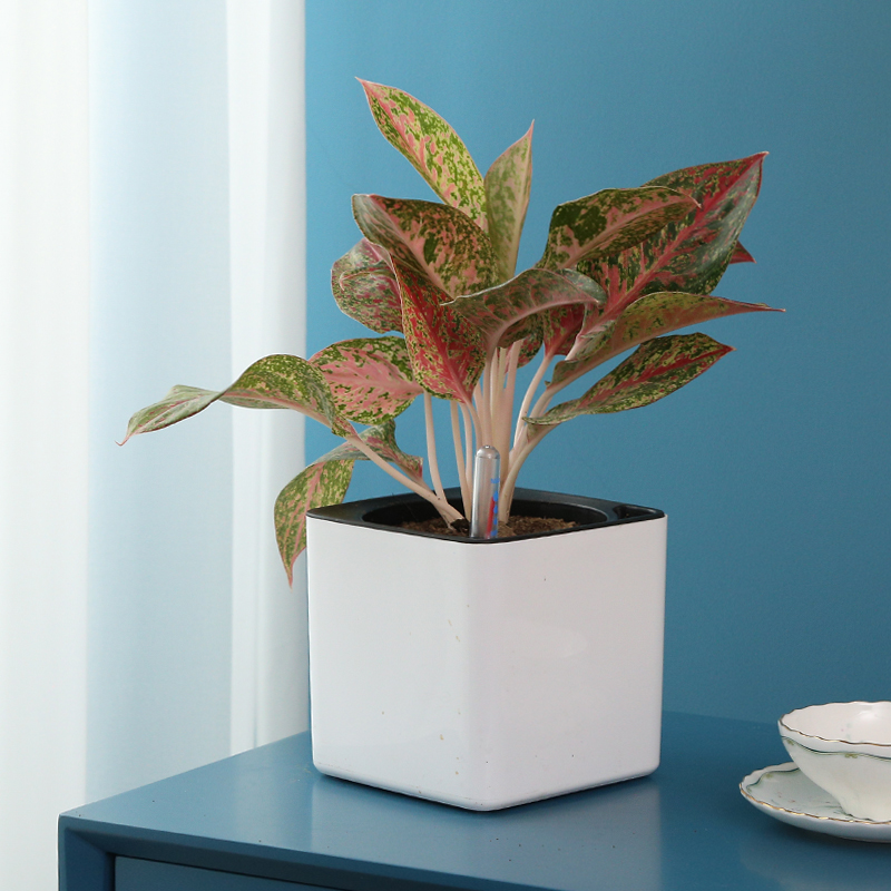 Self-Watering Planter